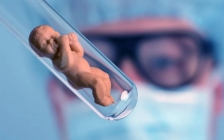 冻胚和囊胚的区别(冻胚和囊胚)