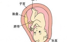 怀孕八个月胎儿图(胎儿孕育图)