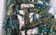 澳洲龙虾的养殖技术(澳洲龙虾养殖技术视频)
