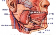 腮腺导管开口(腮腺导管开口在各个年龄段变化)