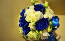 蓝玫瑰代表什么意思(玫瑰花颜色代表的含义蓝色)