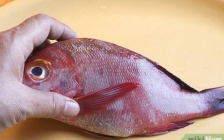 红鲷鱼(红鲷鱼刺身)