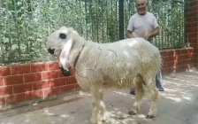瓦格吉尔羊(瓦格吉尔羊价格)