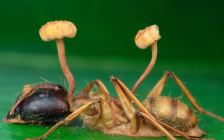 僵尸蚂蚁图片(僵尸蚂蚁死后还能动么)