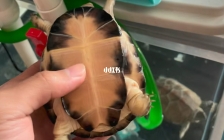 西非侧颈龟(西非侧颈龟视频)