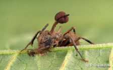 僵尸蚂蚁图片(蚂蚁僵尸图片高清)