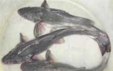 江团鱼图片(江团鱼和鲶鱼哪个脏)