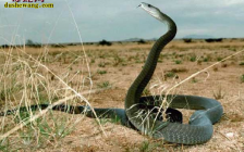 黑曼巴蛇图片(细鳞太攀蛇和黑曼巴蛇)