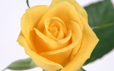 黄玫瑰代表什么意思(黄玫瑰代表的意思)