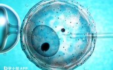 冻胚和囊胚的区别(冻胚区别囊胚和卵胚)