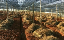 羊肚菌的种植方法栽培技术(羊肚菌菌种培养方法视频)