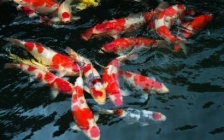 红灯管鱼(红管灯鱼群游)
