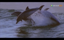 日本海豚湾事件(曝光日本海豚湾的那个人)