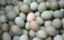 乌鸡蛋是什么颜色(乌鸡蛋颜色是白的还是绿的)