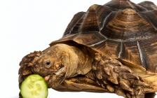 巴西龟吃什么(巴西乌龟吃西瓜吗)