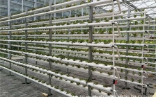 大棚立体草莓种植槽(立体大棚草莓种植方法)