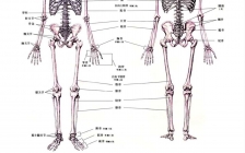 腿部骨头结构图(骨头构图腿部结构图片)