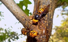 斑纹蜂(斑纹蜂)