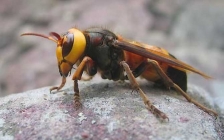 斑纹蜂(斑纹蜂)