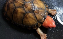 红面蛋龟(红面蛋龟龟)