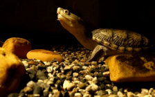 红面蛋龟(红面蛋龟龟蛋几天出精斑)