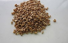 浮小麦用量(浮小麦剂量)