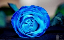 蓝玫瑰的寓意(蓝色玫瑰象征)