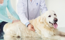 动物诊疗机构管理办法(动物诊疗机构管理办法2020)
