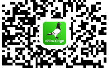 上海信鸽协会网(上海协会网站信鸽)
