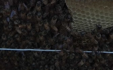 怎样养蜂技术培训(养蜂培训方案)