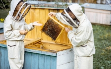 怎样养蜂技术培训(养蜂技术培训班)
