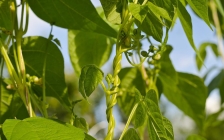 四季豆的种植时间和种植方法(怎样种植四季豆教学视频)