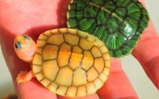 山乌龟的养殖方法和注意事项(山乌龟养殖视频教程)