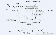 α羟丁酸脱氢酶(脱氢酶羟丁酸偏低)