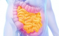 胃壁的四层结构(胃壁层次结构)