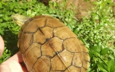 山乌龟的养殖方法和注意事项(怎么养山乌龟植物)