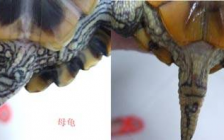巴西龟怎么分公母(龟巴西公母分辨图)
